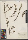 Foto von Salix sieboldiana Blume
